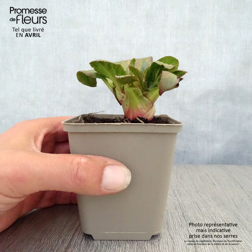 Bergenia Bach - Hortensia de invierno Maceta de 8/9 cm Ejemplar entregado en la primavera
