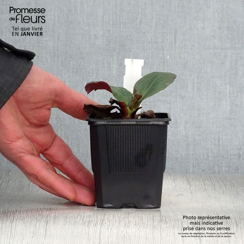 Bergenia Bartok - Hortensia de invierno Maceta de 8/9 cm Ejemplar entregado en invierno