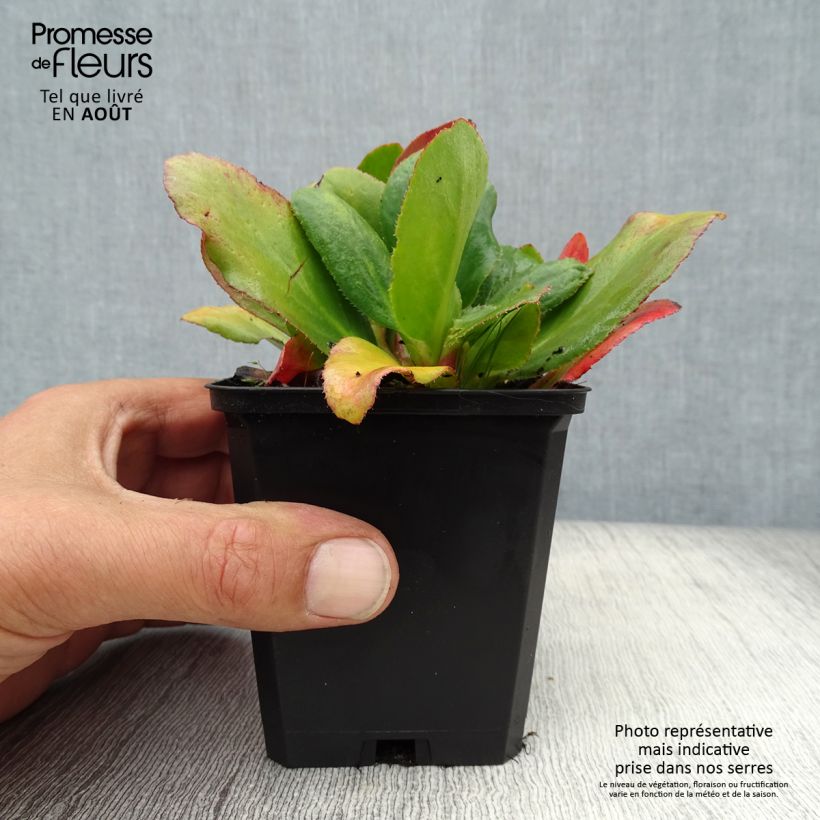 Ejemplar de Bergenia Bressingham White - Hortensia de invierno Maceta de 8/9 cm entregado en verano