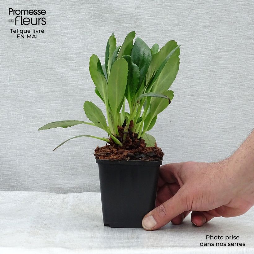 Bergenia Dragonfly Angel Kiss - Hortensia de invierno Maceta de 8/9 cm Ejemplar entregado en la primavera