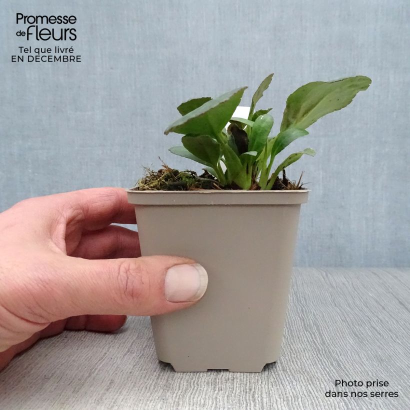 Bergenia cordifolia Dragonfly Sakura - Hortensia de invierno Maceta de 8/9 cm Ejemplar entregado en invierno