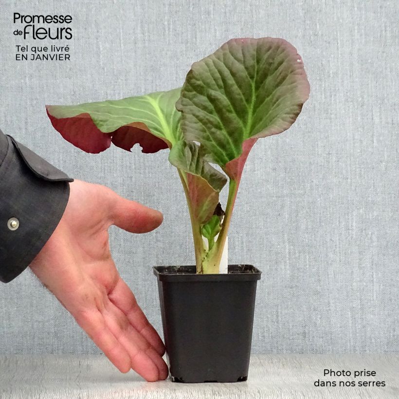 Bergenia Eden's Dark Magic - Hortensia de invierno Maceta de 8/9 cm Ejemplar entregado en invierno