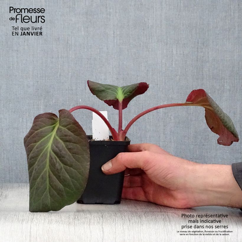 Bergenia Eden's Magic Giant - Hortensia de invierno Maceta de 8/9 cm Ejemplar entregado en invierno