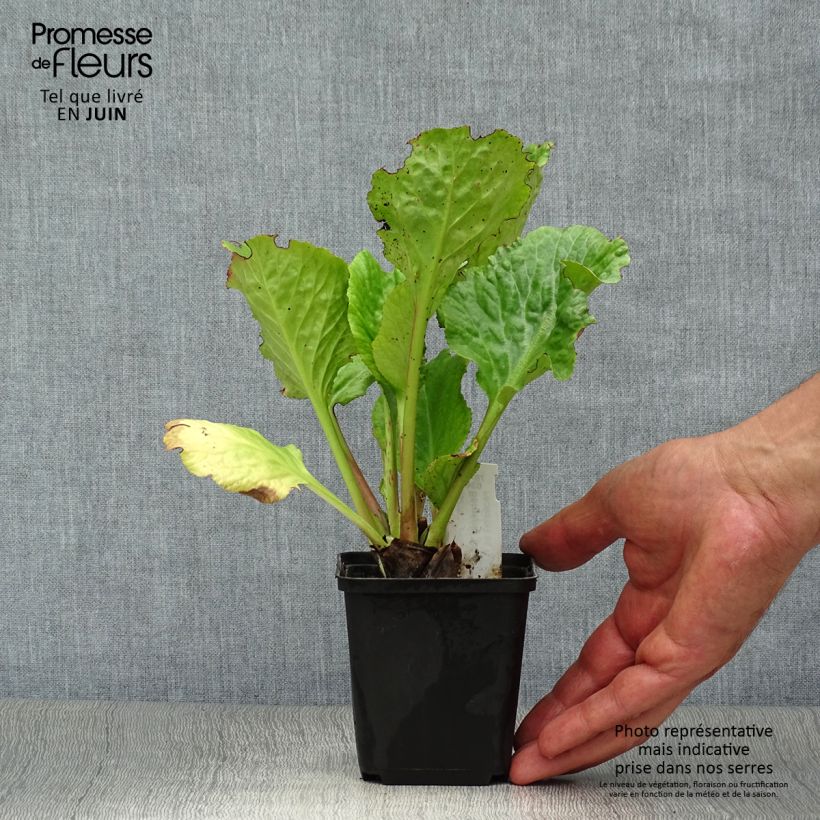 Ejemplar de Bergenia Eden's Dark Magic - Hortensia de invierno Maceta de 8/9 cm entregado en verano