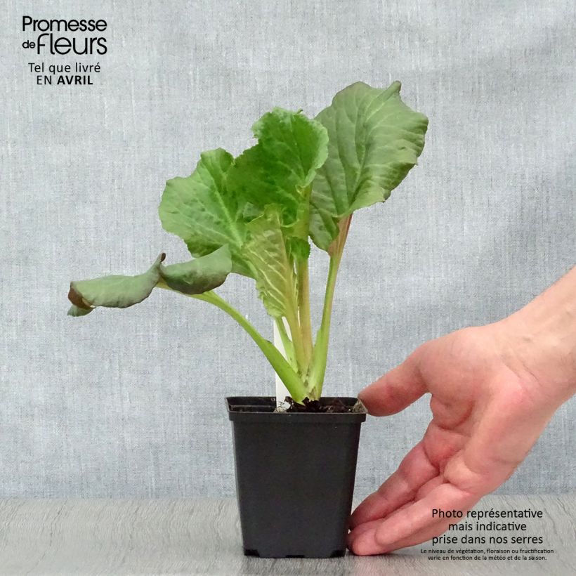 Bergenia Eden's Dark Magic - Hortensia de invierno Maceta de 8/9 cm Ejemplar entregado en la primavera