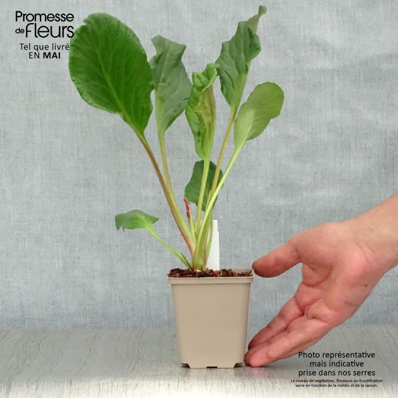 Bergenia Eden's Magic Giant - Hortensia de invierno Maceta de 8/9 cm Ejemplar entregado en la primavera