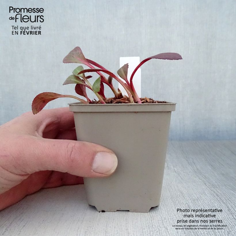 Bergenia Flirt - Hortensia de invierno Maceta de 8/9 cm Ejemplar entregado en invierno