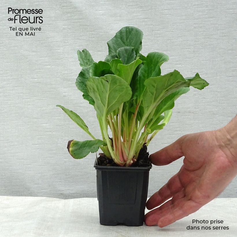 Bergenia Abendglut - Hortensia de invierno Maceta de 8/9 cm Ejemplar entregado en la primavera