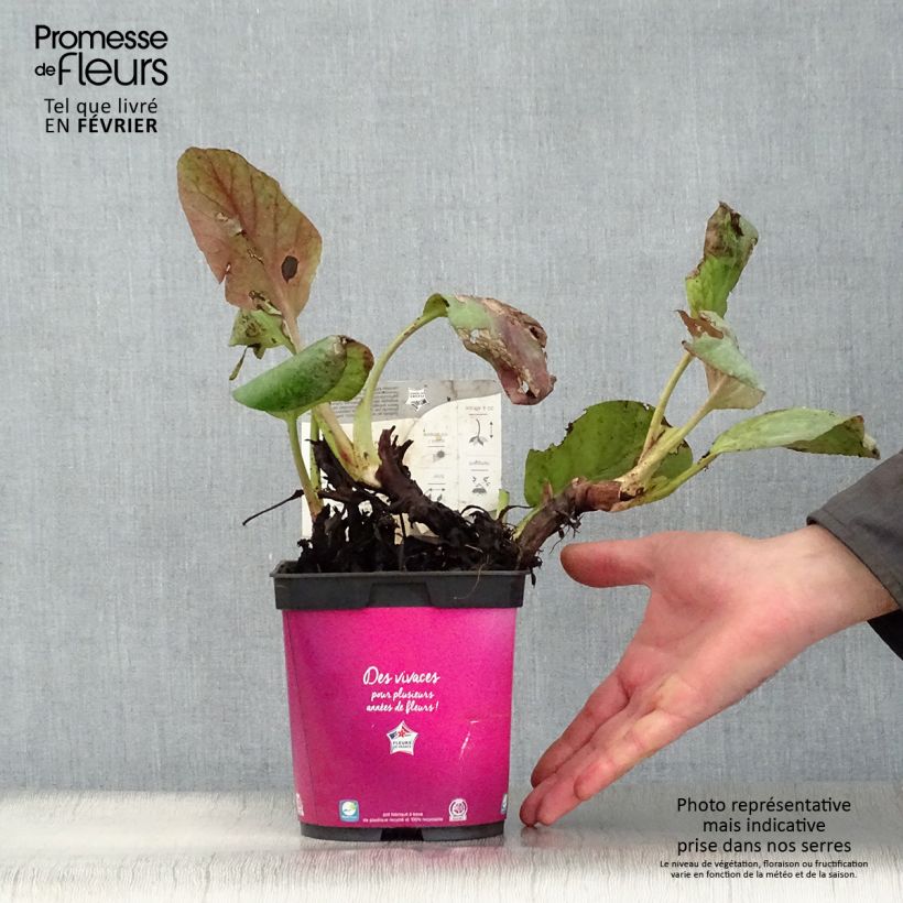 Bergenia Abendglut - Hortensia de invierno Maceta 2L/3L Ejemplar entregado en invierno