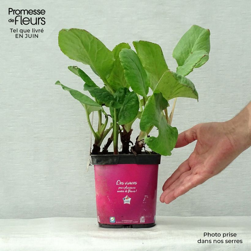 Ejemplar de Bergenia Abendglut - Hortensia de invierno Maceta 2L/3L entregado en verano