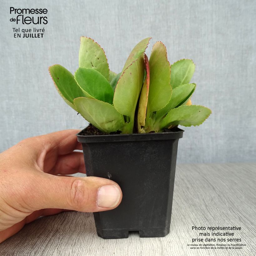 Ejemplar de Bergenia Baby Doll - Hortensia de invierno Maceta de 8/9 cm entregado en verano