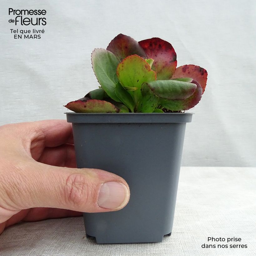 Bergenia Baby Doll - Hortensia de invierno Maceta de 8/9 cm Ejemplar entregado en la primavera