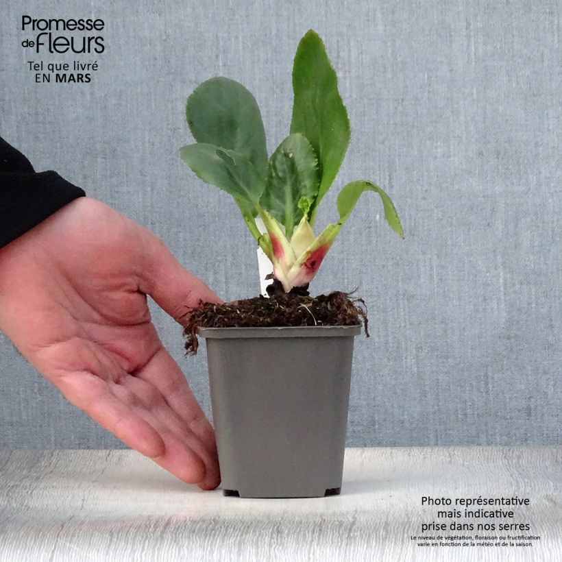 Bergenia stracheyi Ice Queen - Hortensia de invierno Maceta de 8/9 cm Ejemplar entregado en la primavera