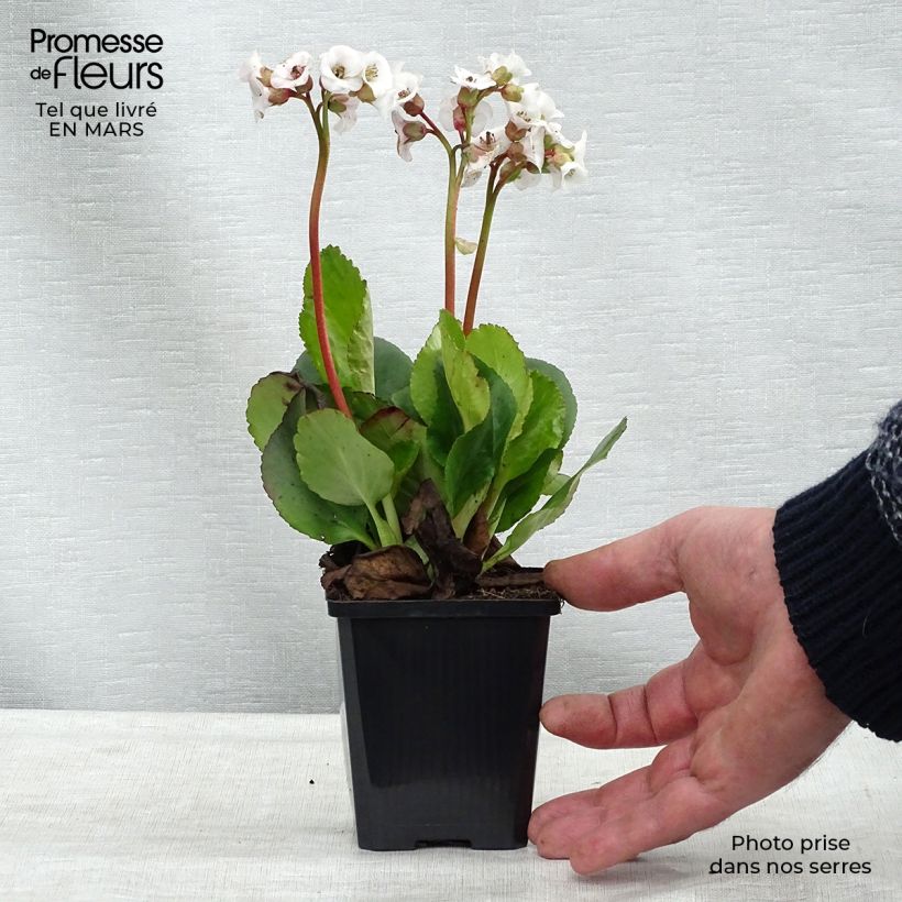 Bergenia Jelle - Hortensia de invierno Maceta de 8/9 cm Ejemplar entregado en la primavera