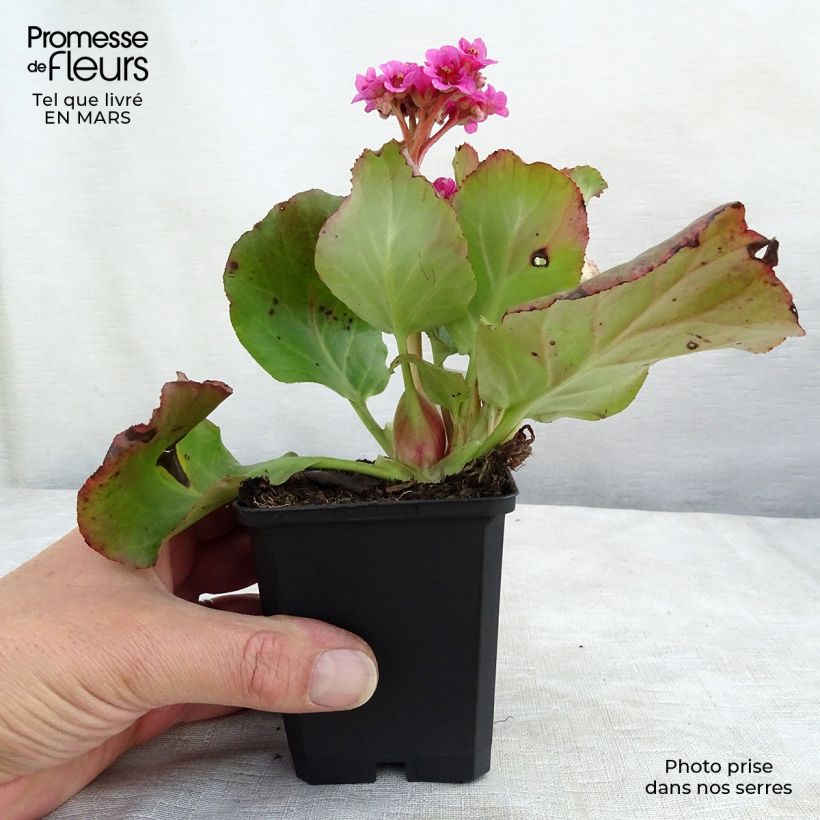Bergenia cordifolia Morgenrote - Hortensia de invierno Maceta de 8/9 cm Ejemplar entregado en invierno