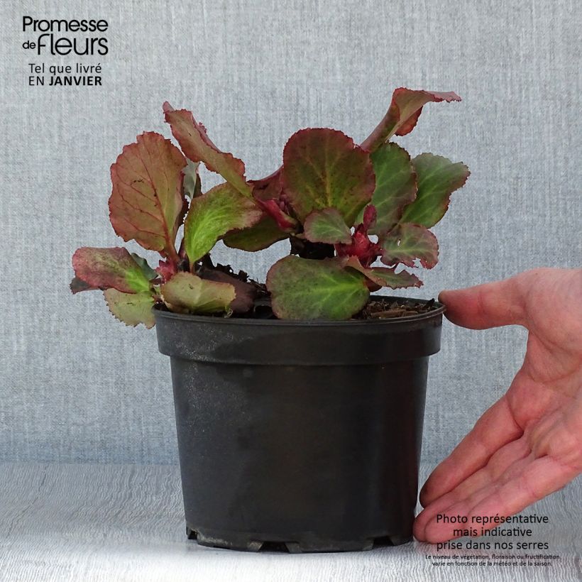 Bergenia cordifolia Morgenrote - Hortensia de invierno Maceta 2L/3L Ejemplar entregado en invierno