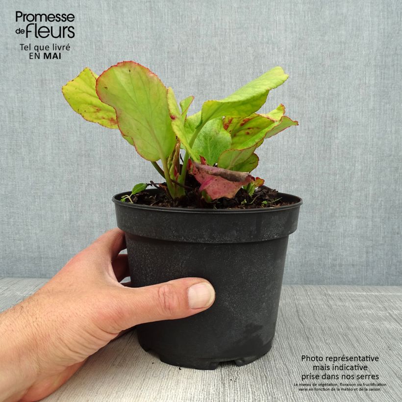 Bergenia cordifolia Morgenrote - Hortensia de invierno Maceta 2L/3L Ejemplar entregado en la primavera