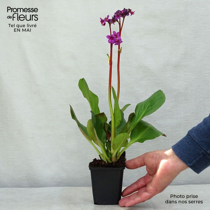 Bergenia Ouvertüre - Hortensia de invierno Maceta de 8/9 cm Ejemplar entregado en la primavera