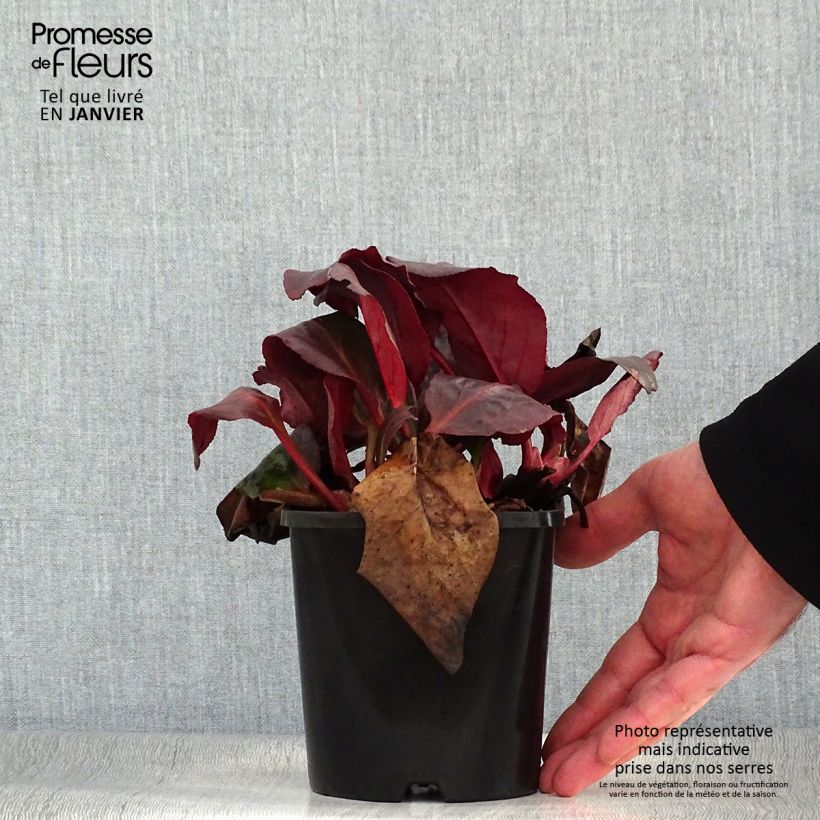 Bergenia Ouvertüre - Hortensia de invierno Maceta 1,5L/2L Ejemplar entregado en invierno