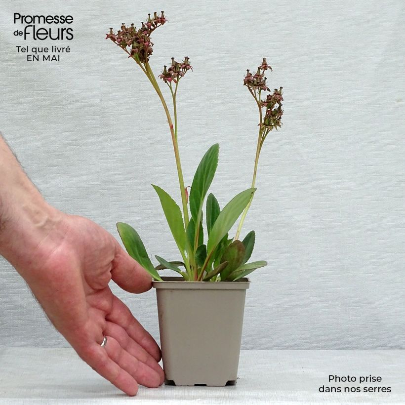 Bergenia Pink Dragonfly - Hortensia de invierno Maceta de 8/9 cm Ejemplar entregado en la primavera