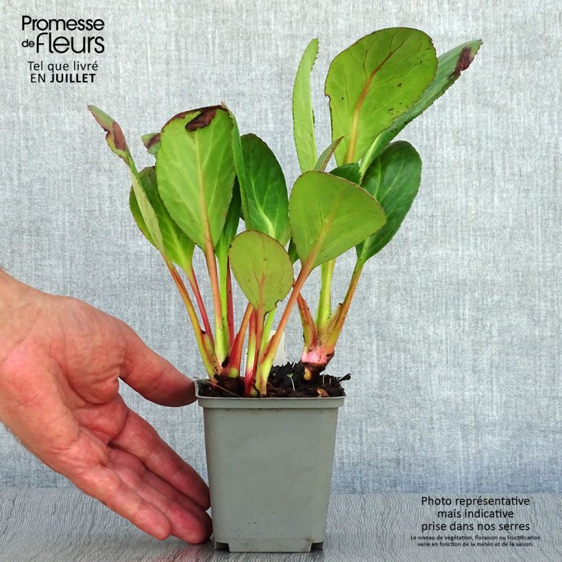 Ejemplar de Bergenia Pink Dragonfly - Hortensia de invierno Maceta de 8/9 cm entregado en verano
