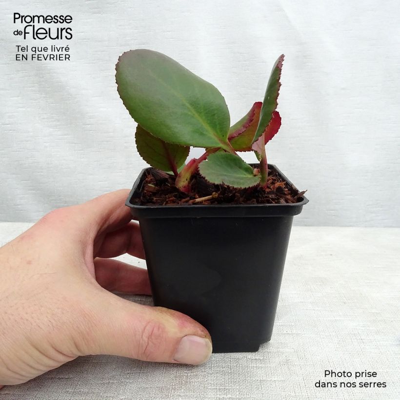 Bergenia Spring Fling - Hortensia de invierno Maceta de 8/9 cm Ejemplar entregado en invierno