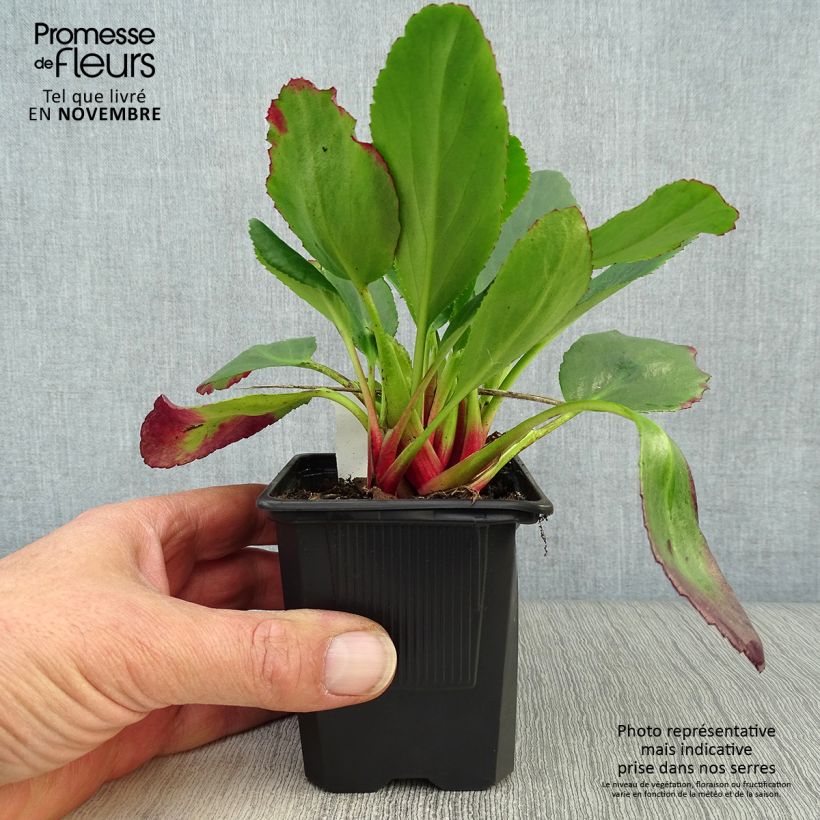 Ejemplar de Bergenia Spring Fling - Hortensia de invierno Maceta de 8/9 cm entregado en otoño