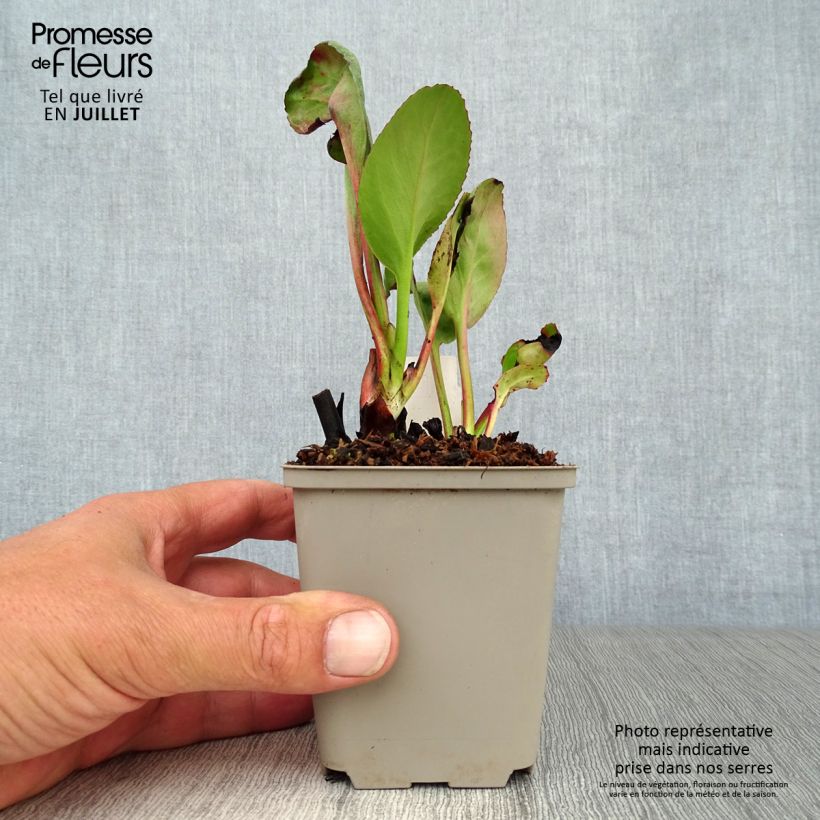 Ejemplar de Bergenia Winterglut - Hortensia de invierno Maceta de 8/9 cm entregado en verano