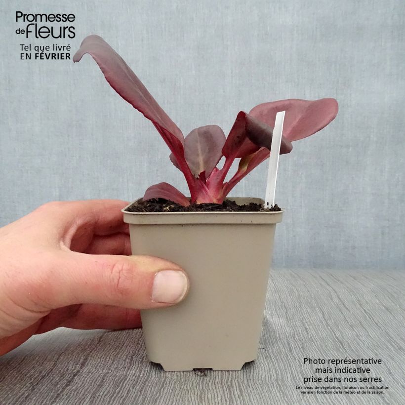 Bergenia Wintermarchen - Hortensia de invierno Maceta de 8/9 cm Ejemplar entregado en invierno