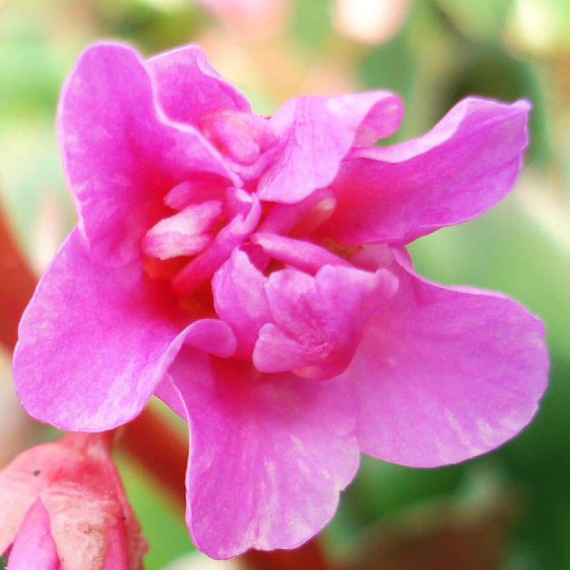 Bergenia cordifolia - Hortensia de invierno (Floración)