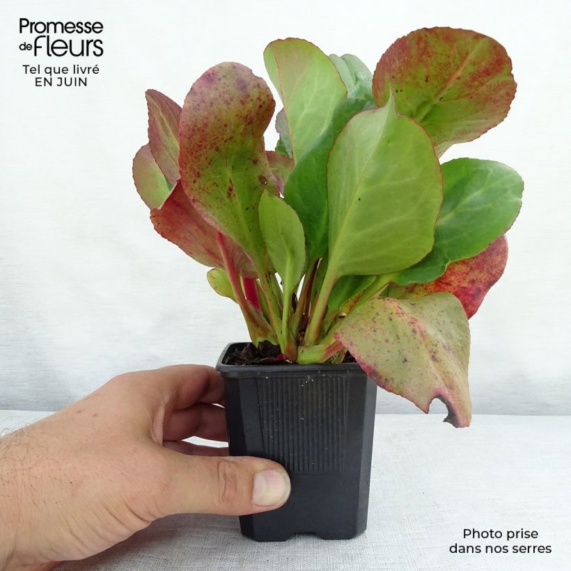 Ejemplar de Bergenia cordifolia Eroïca - Hortensia de invierno Maceta de 8/9 cm entregado en verano