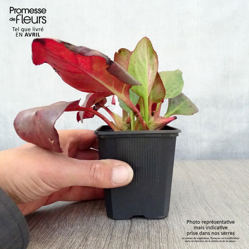 Bergenia cordifolia Eroïca - Hortensia de invierno Maceta de 8/9 cm Ejemplar entregado en la primavera