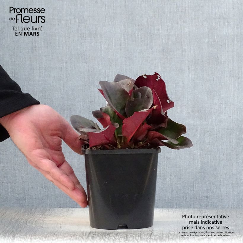 Bergenia cordifolia Eroïca - Hortensia de invierno Maceta 1,5L/2L Ejemplar entregado en la primavera