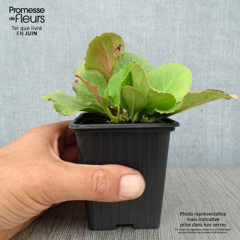 Ejemplar de Bergenia cordifolia - Hortensia de invierno Maceta de 7/8 cm entregado en verano
