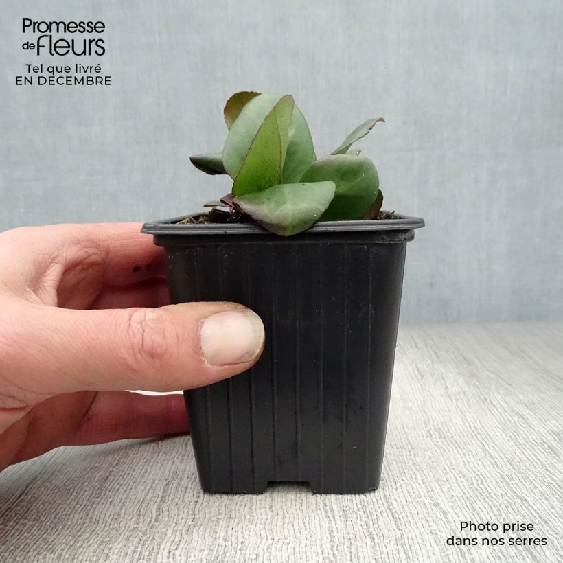 Bergenia cordifolia - Hortensia de invierno Maceta de 7/8 cm Ejemplar entregado en invierno