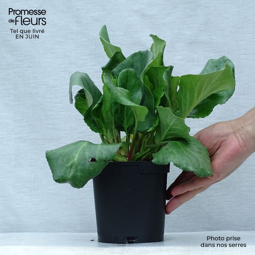 Ejemplar de Bergenia cordifolia - Hortensia de invierno Maceta 2L/3L entregado en verano