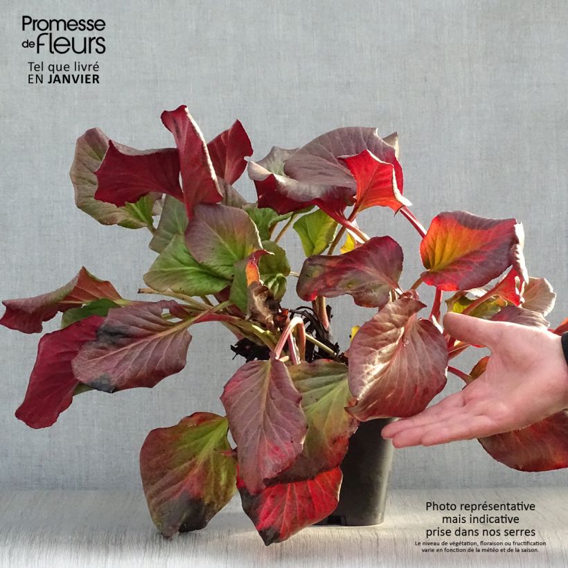 Bergenia cordifolia - Hortensia de invierno Maceta 2L/3L Ejemplar entregado en invierno