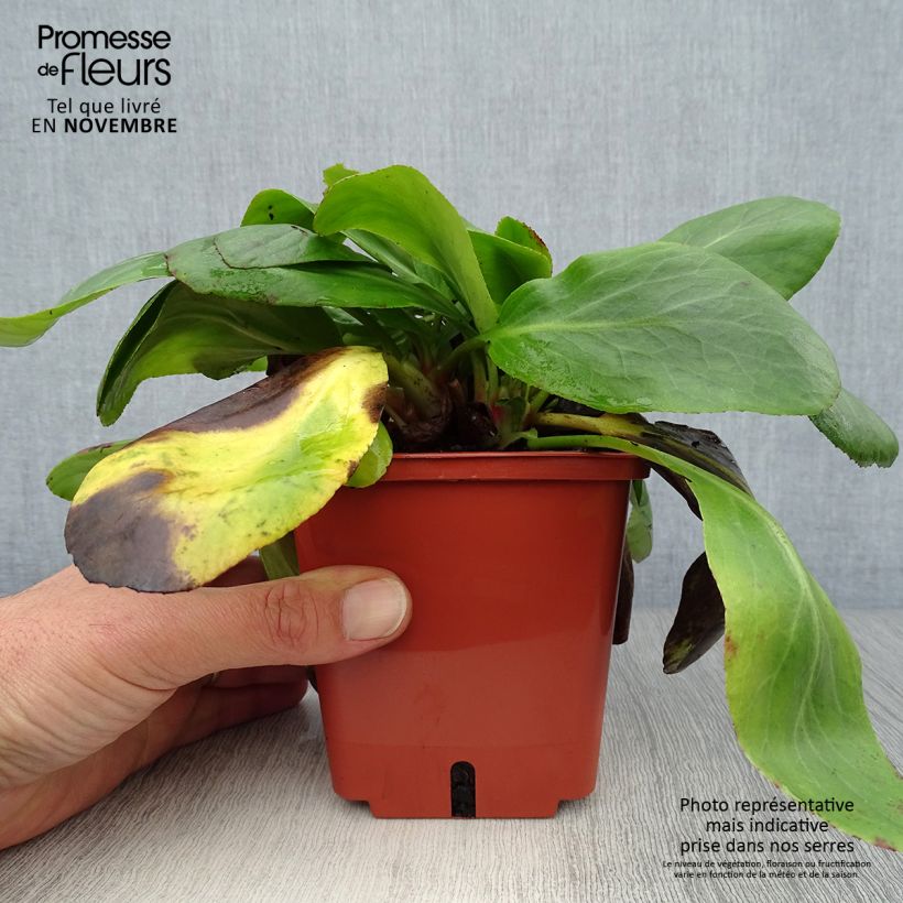 Ejemplar de Bergenia cordifolia Silberlicht - Hortensia de invierno Maceta 1L/1,5L entregado en otoño