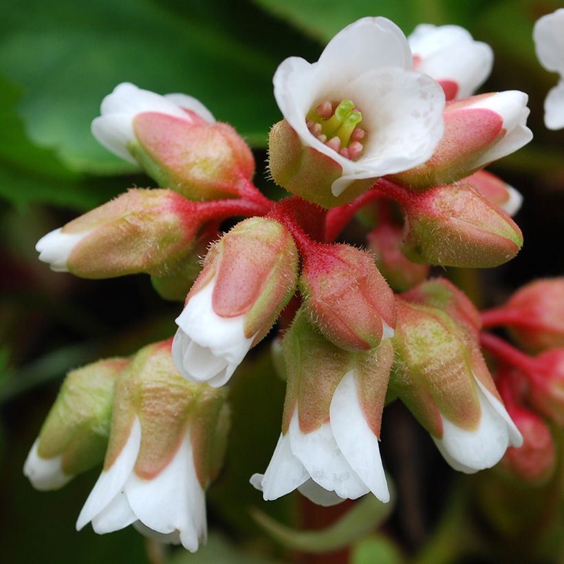 Bergenia cordifolia Silberlicht - Hortensia de invierno (Floración)