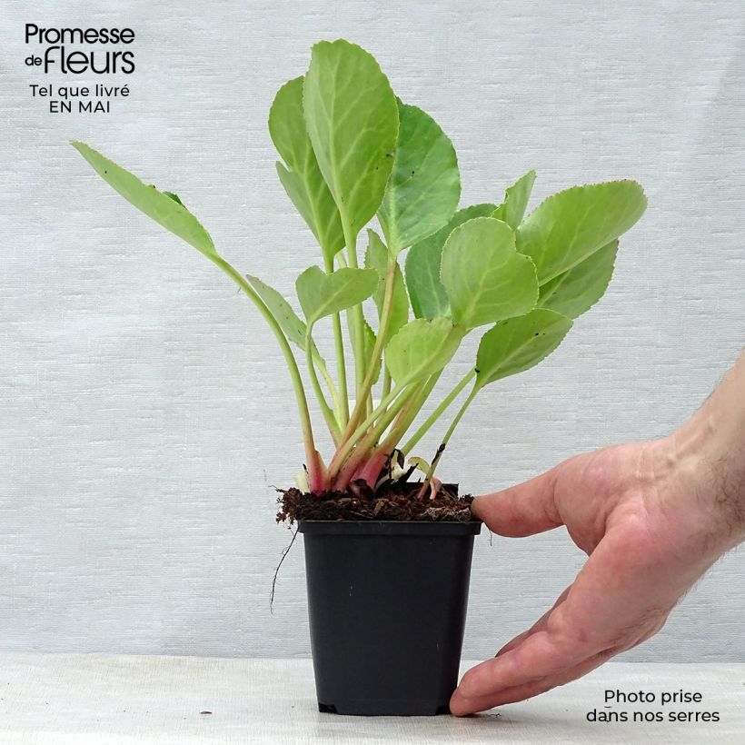 Bergenia Harzkristall - Hortensia de invierno Maceta de 8/9 cm Ejemplar entregado en la primavera