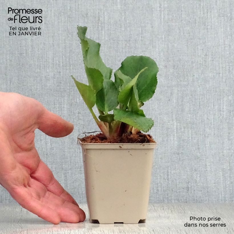 Bergenia Harzkristall - Hortensia de invierno Maceta de 8/9 cm Ejemplar entregado en invierno