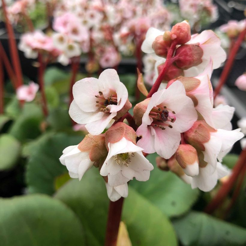Bergenia Harzkristall - Hortensia de invierno (Floración)