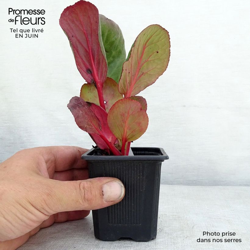Ejemplar de Bergenia purpurascens - Hortensia de invierno Maceta de 8/9 cm entregado en verano