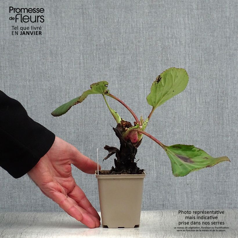 Bergenia schmidtii - Hortensia de invierno Maceta de 8/9 cm Ejemplar entregado en invierno