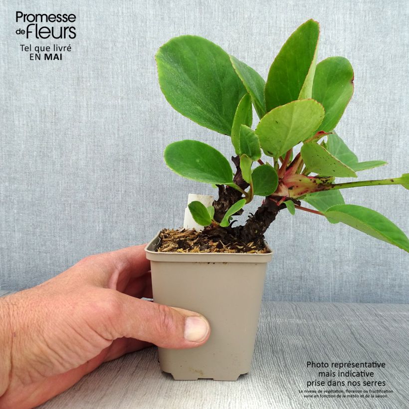 Bergenia schmidtii - Hortensia de invierno Maceta de 8/9 cm Ejemplar entregado en la primavera