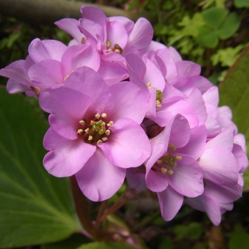Bergenia stracheyi - Hortensia de invierno (Floración)