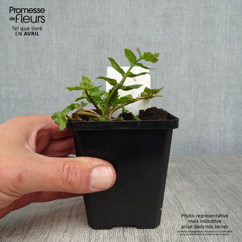 Berula erecta - Palmita de agua Maceta de 8/9 cm Ejemplar entregado en la primavera