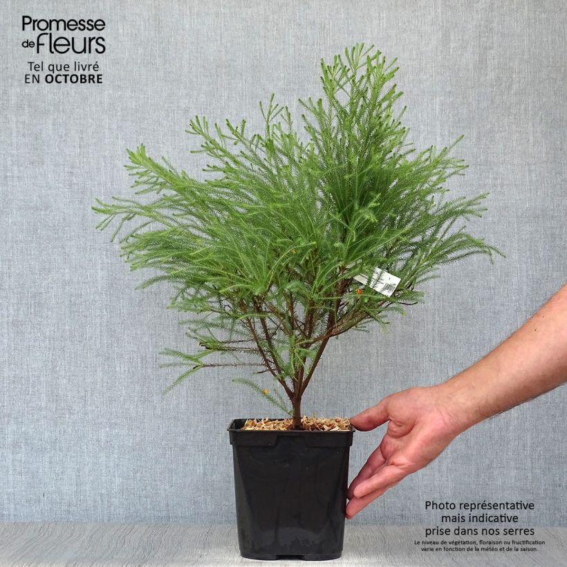 Ejemplar de Berzelia intermedia Maceta 4L/5L entregado en otoño