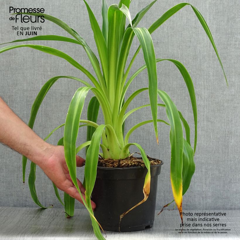 Ejemplar de Beschorneria septentrionalis - Falso Agave Maceta 2L/3L entregado en verano