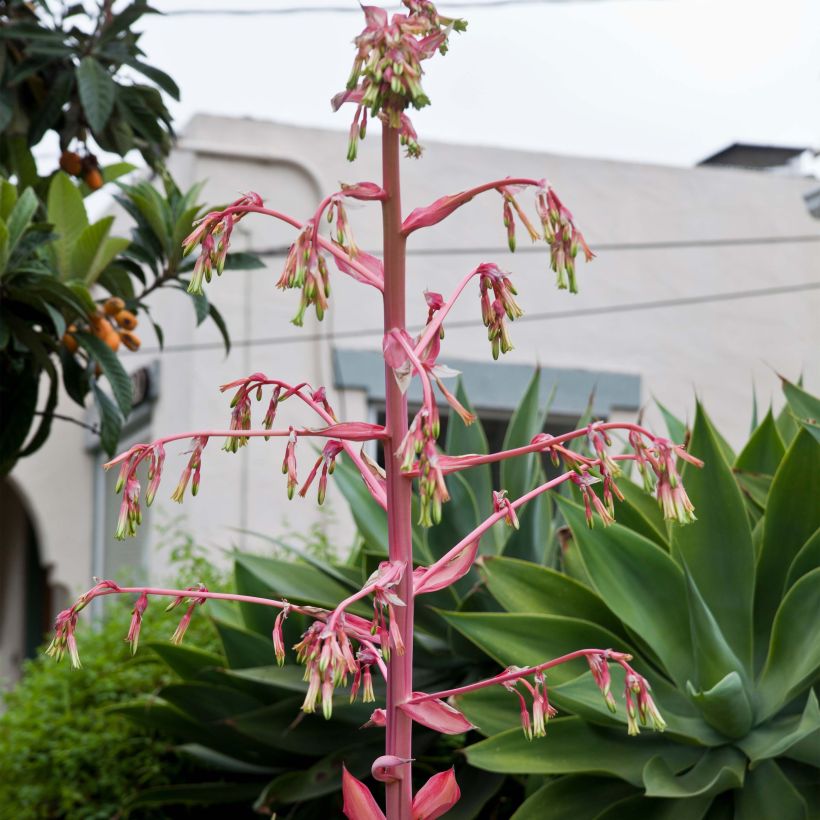 Beschorneria yuccoides Flamingo Glow (Floración)